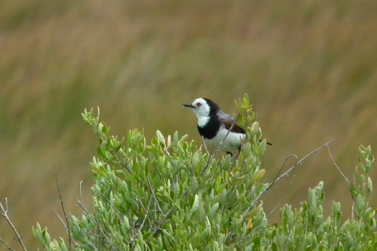 White-fronted Chat - ML644751373