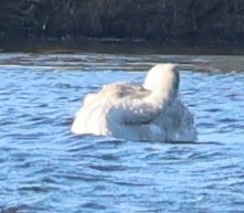 labuť velká - ML644751378