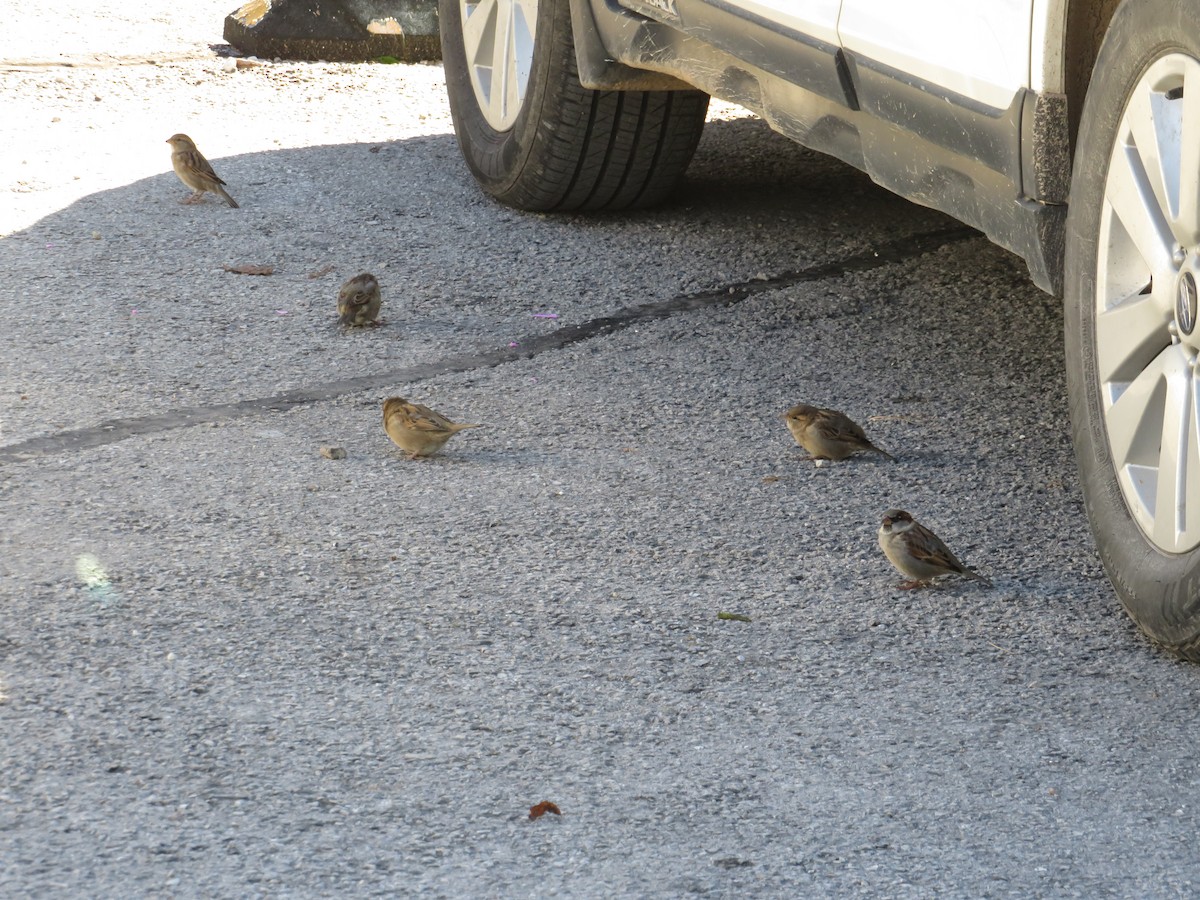 家麻雀 - ML644751381