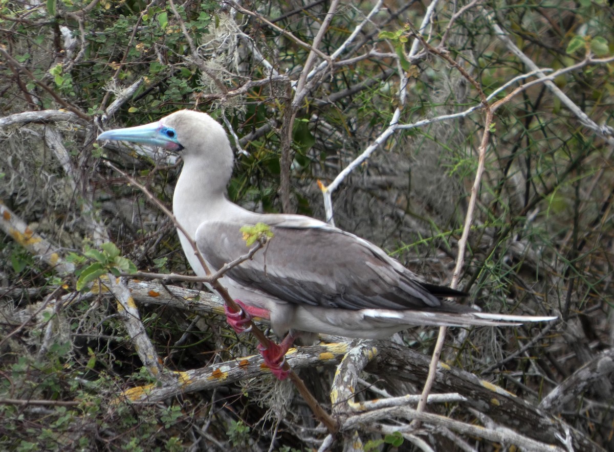 סולה אדומת-רגל - ML644751386