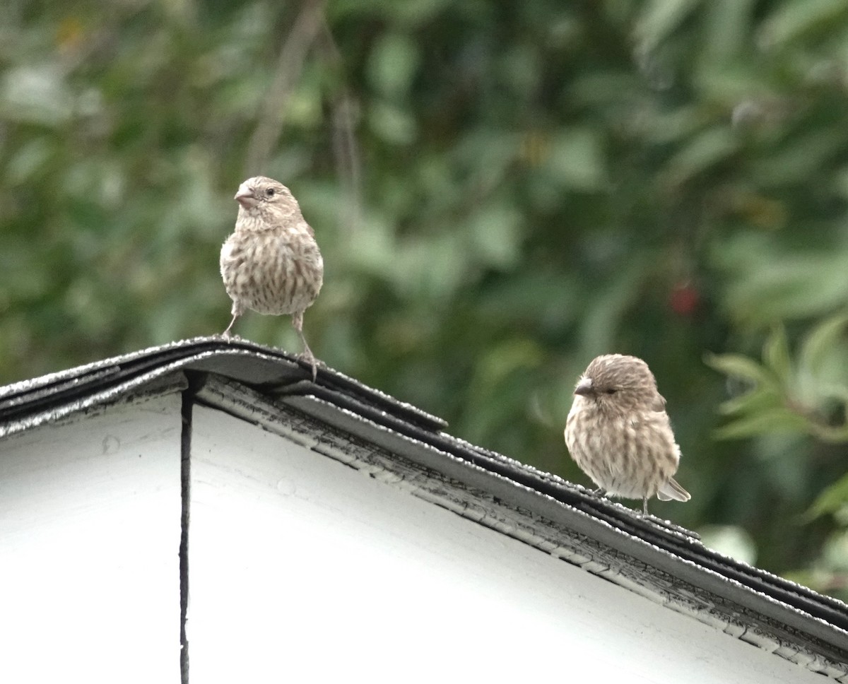 Pine Siskin - ML644751390
