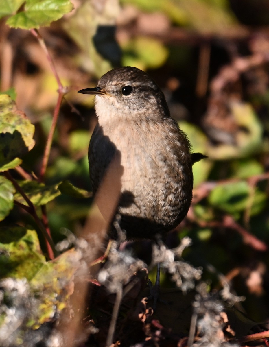 střízlík kanadský - ML644751394