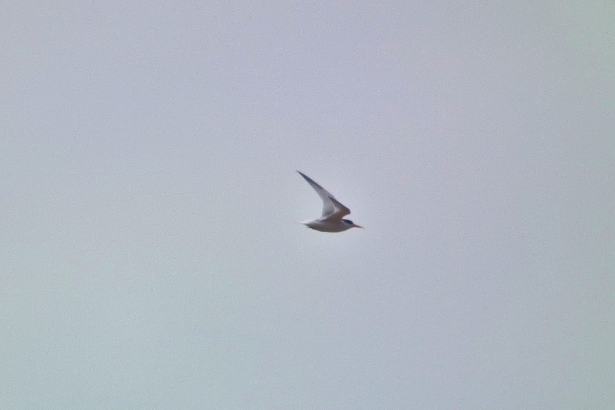 Australian Fairy Tern - ML644751395