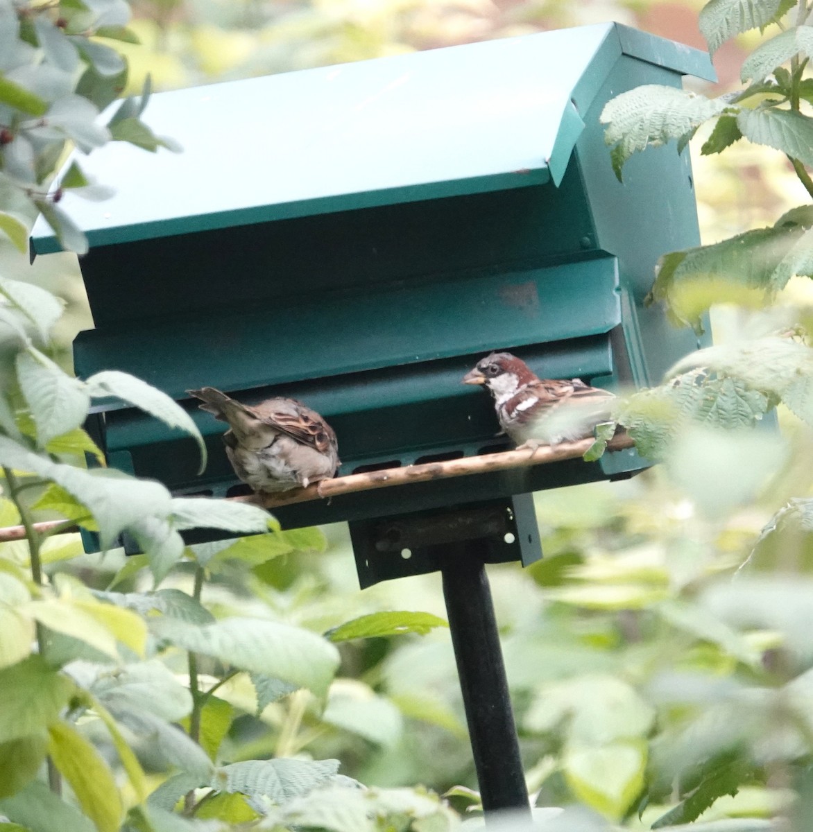 家麻雀 - ML644751407