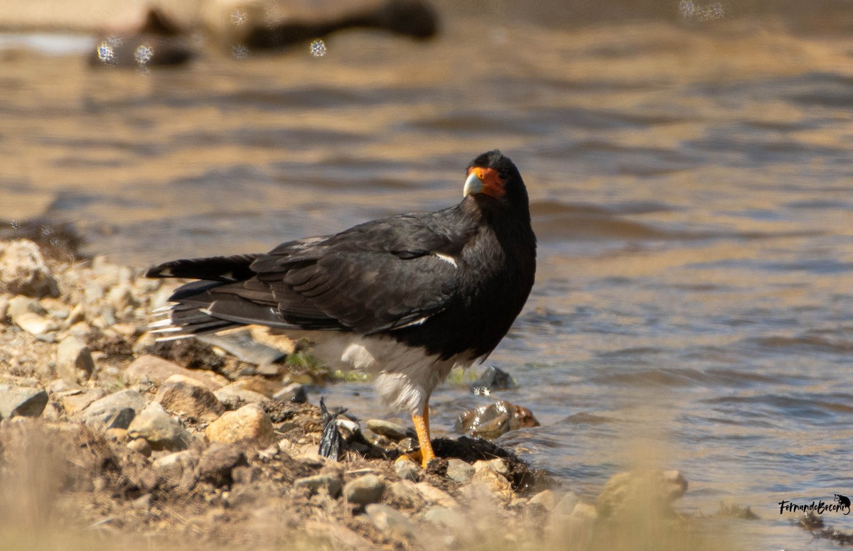 Mountain Caracara - ML644751408