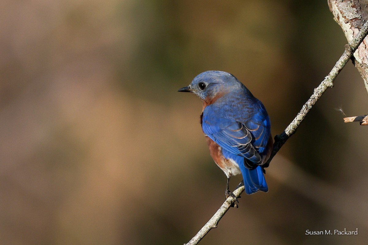 Eastern Bluebird - ML644751423