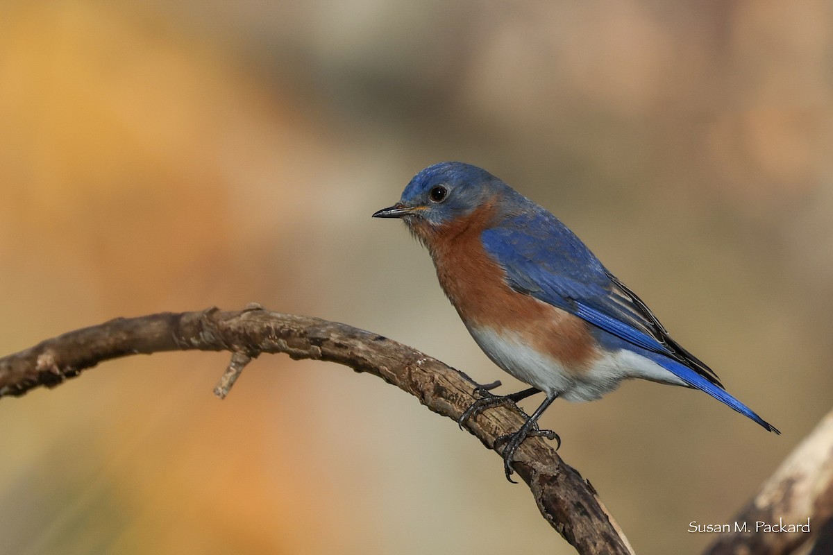 Eastern Bluebird - ML644751424