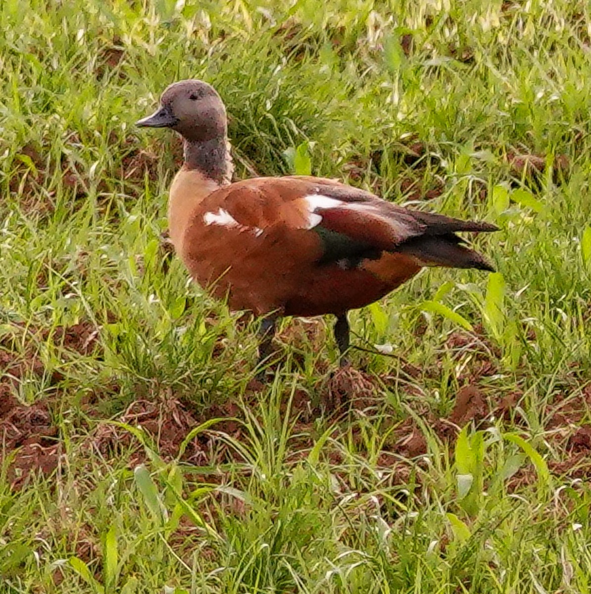 South African Shelduck - ML644751441