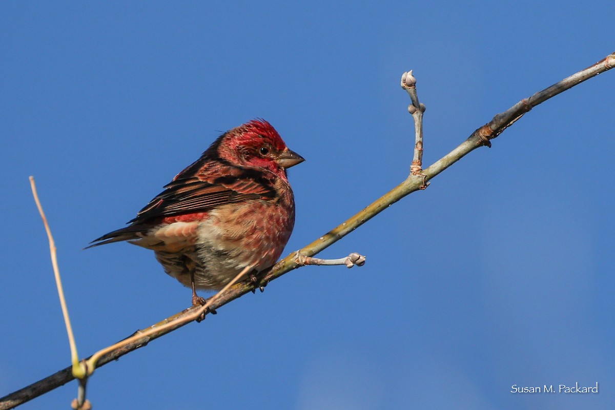 Purple Finch - ML644751444