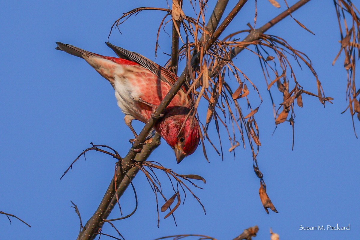 Purple Finch - ML644751445