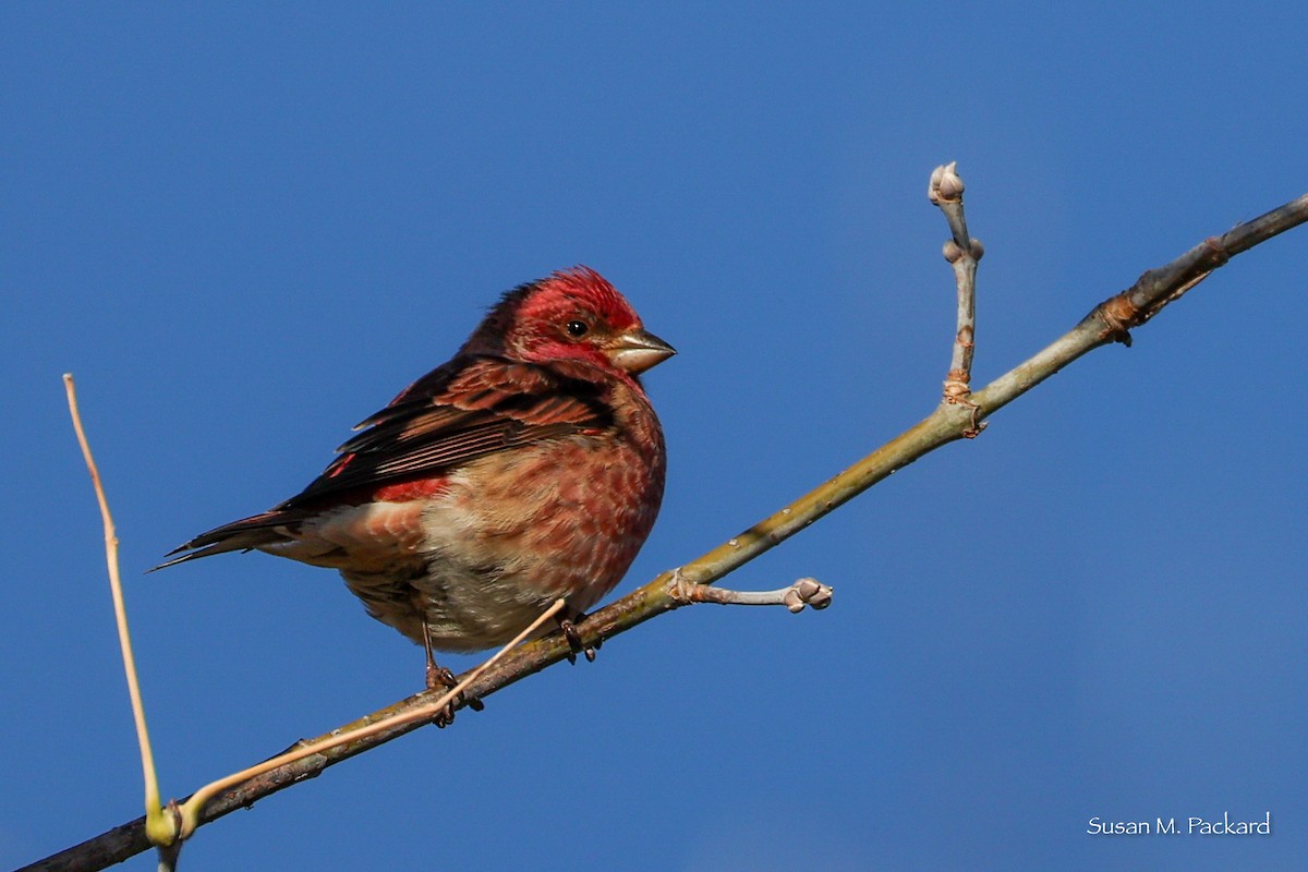 Purple Finch - ML644751446