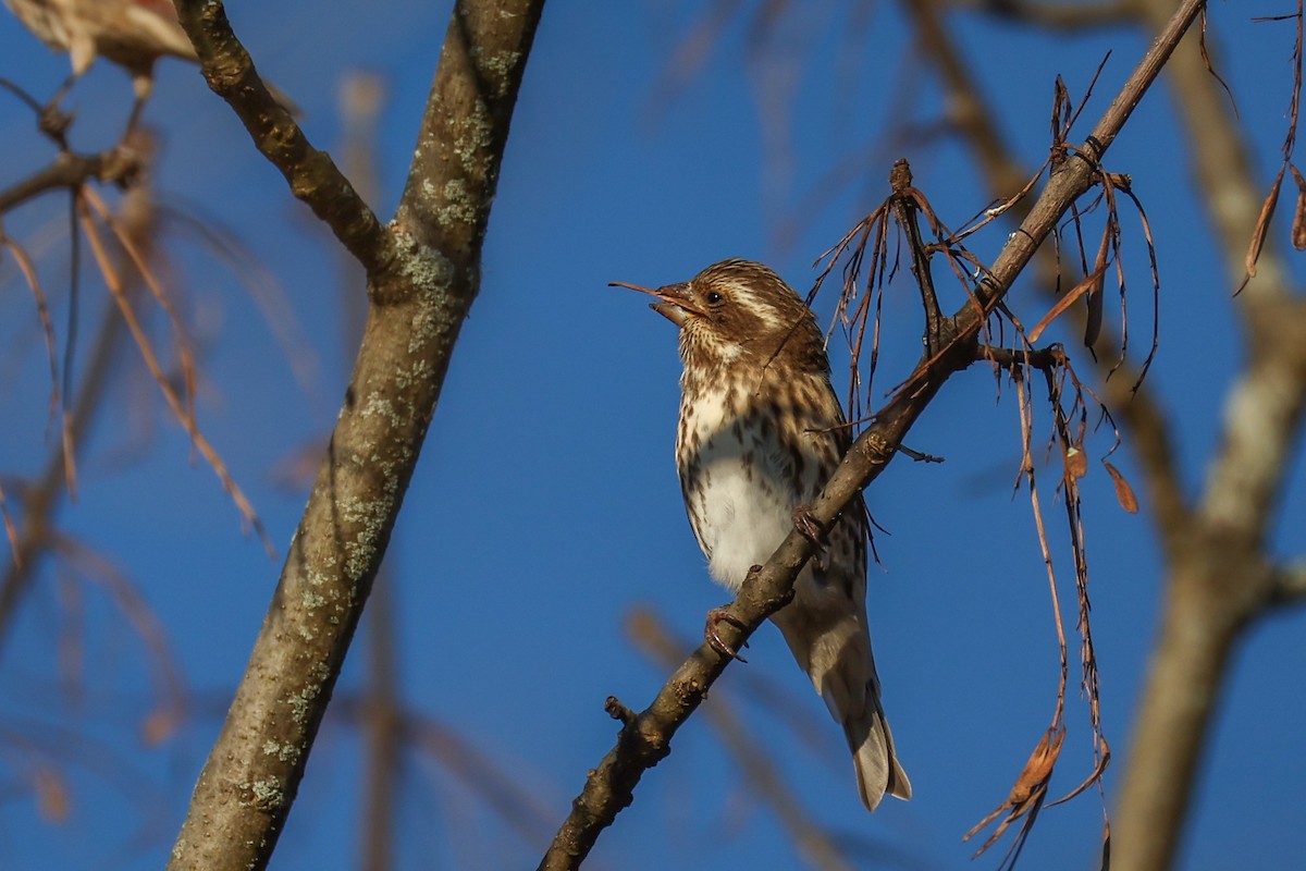 Purple Finch - ML644751447
