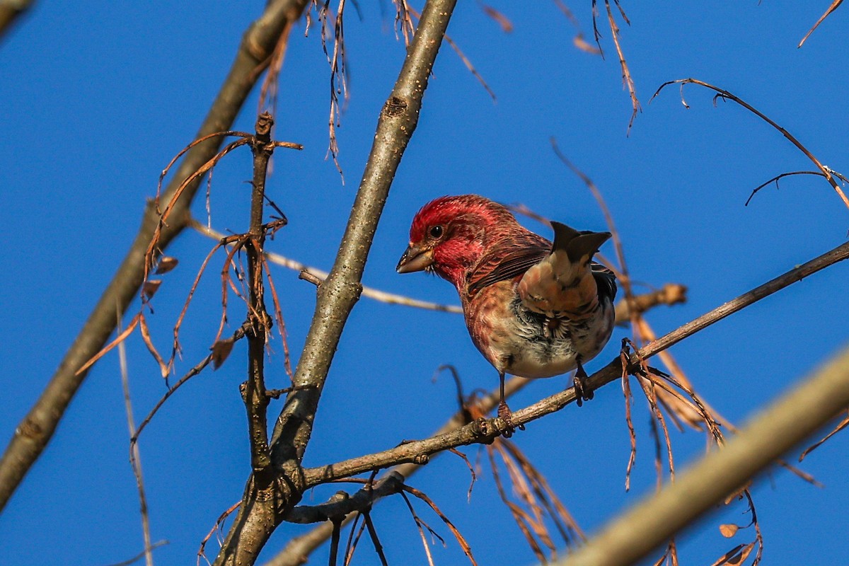 Purple Finch - ML644751449