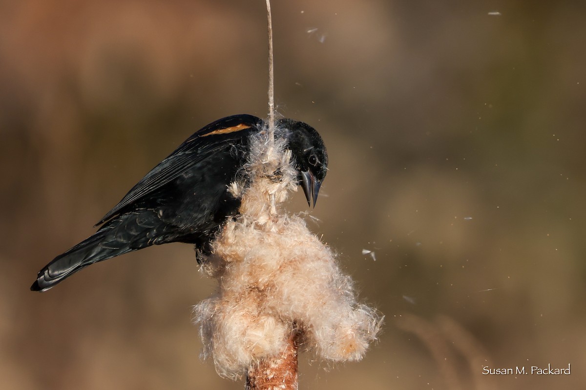 Red-winged Blackbird - ML644751466