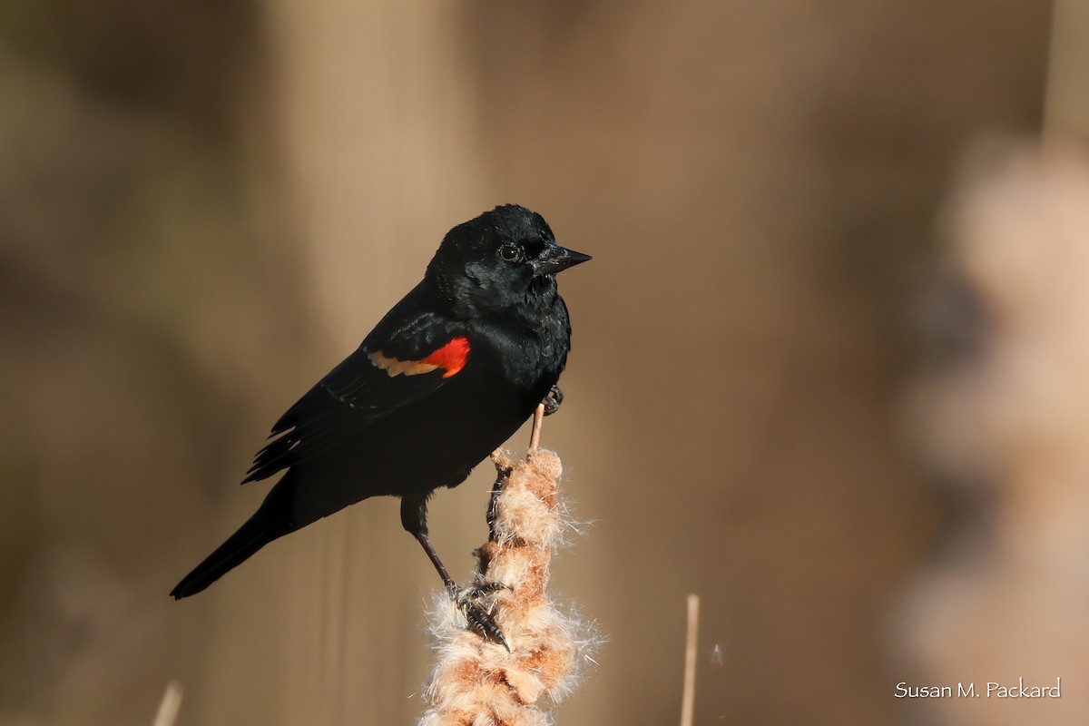 Red-winged Blackbird - ML644751467