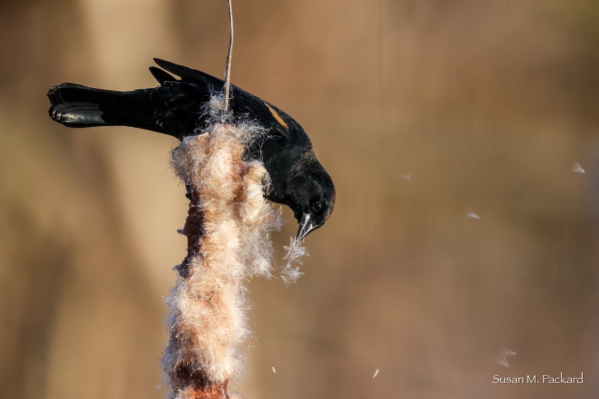 Red-winged Blackbird - ML644751468