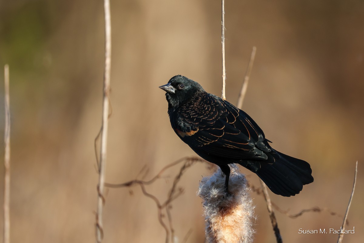 Red-winged Blackbird - ML644751469