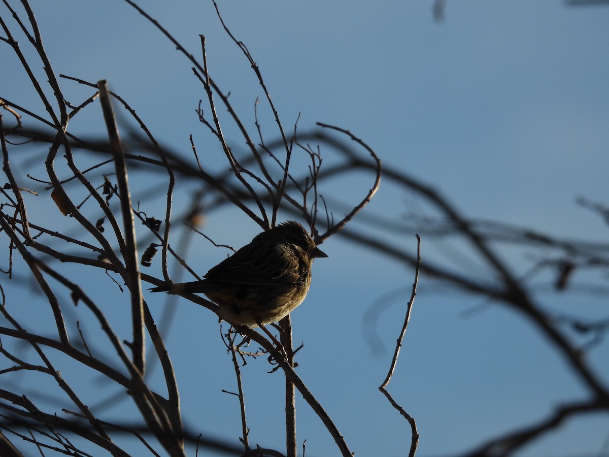 Підбуреник - ML644751470