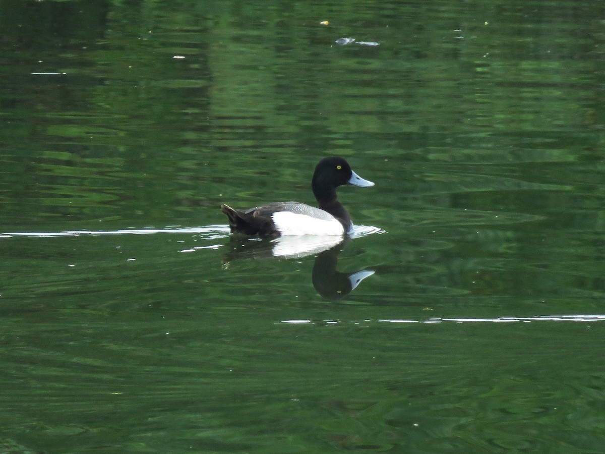 bergand - ML644751474