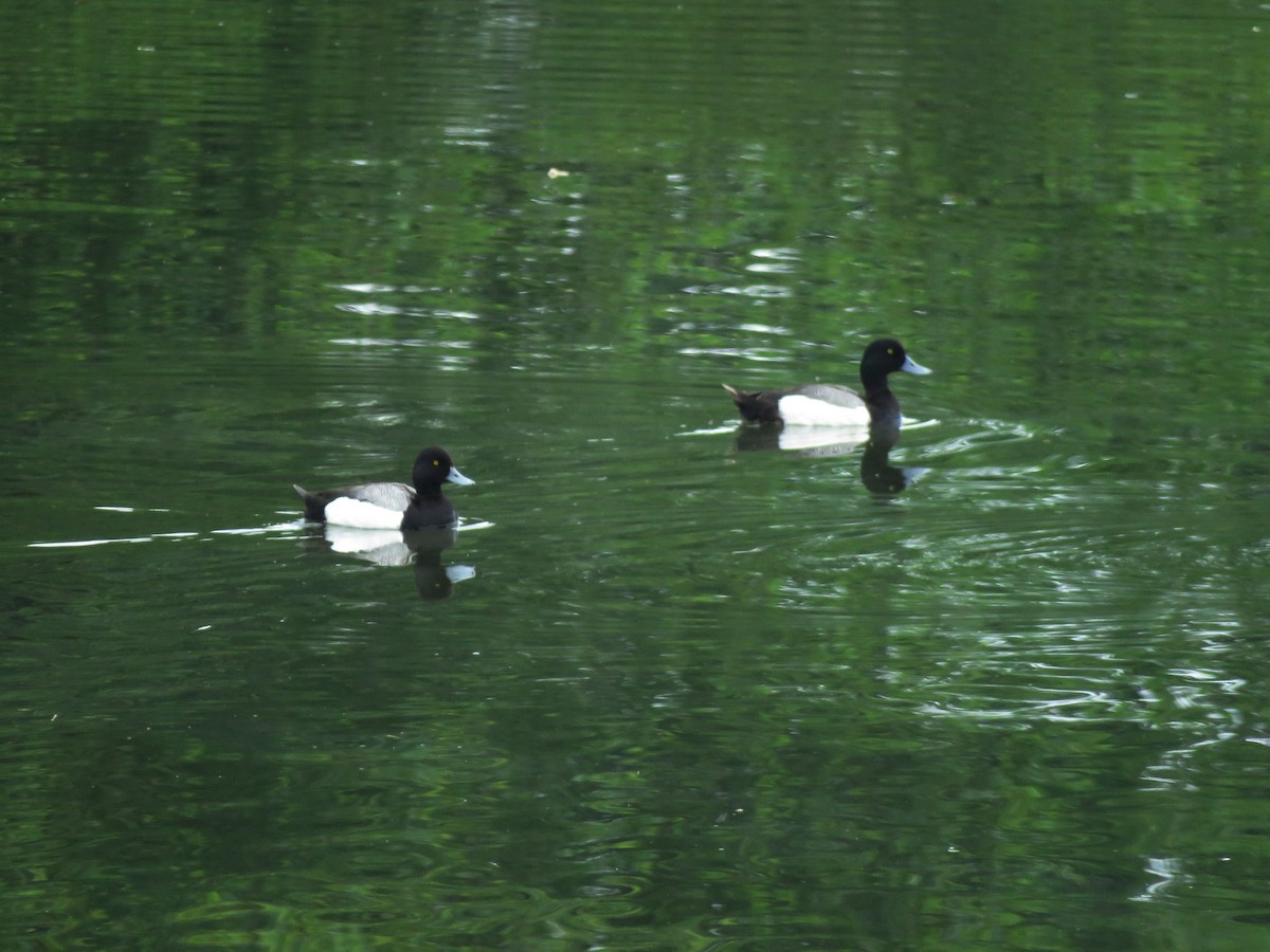 bergand - ML644751477