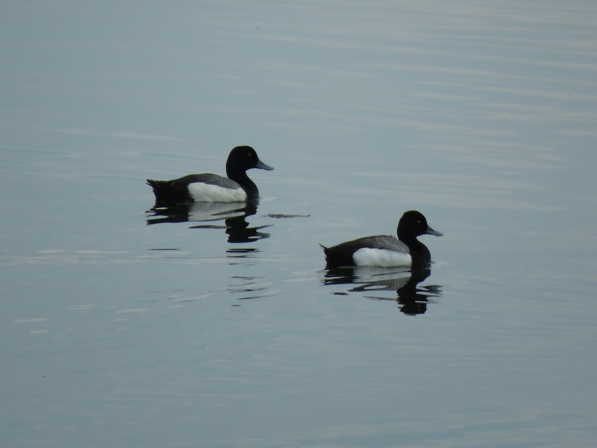 bergand - ML644751478