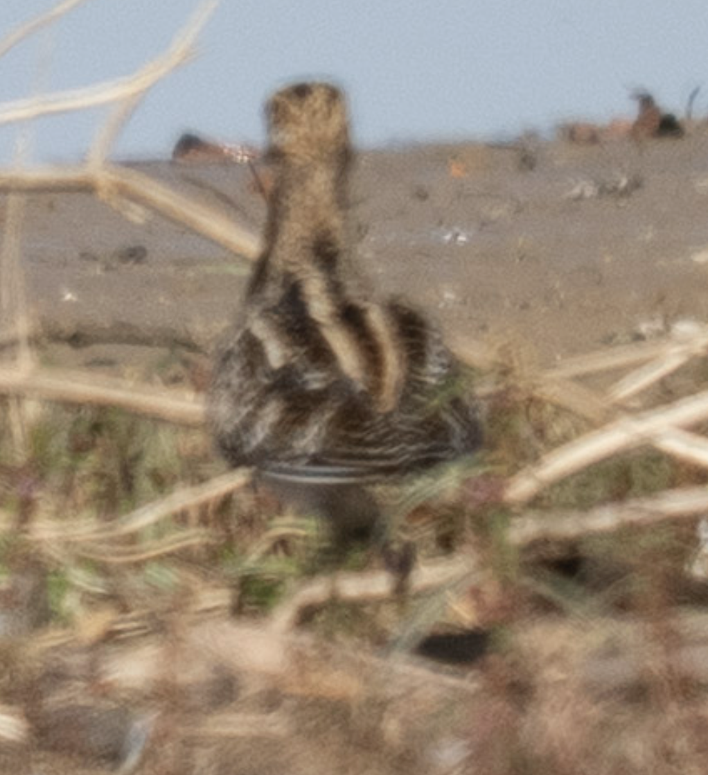 Wilson's Snipe - ML644751479