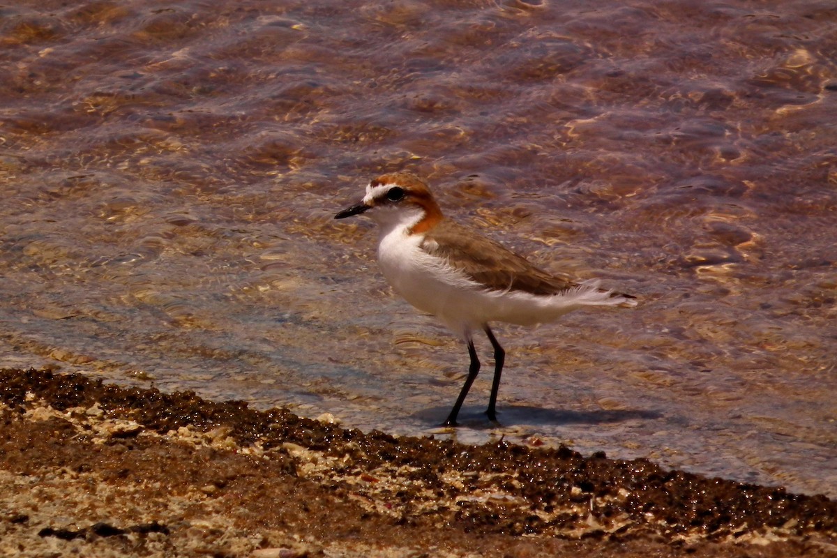 Chorlitejo Capirrojo - ML644751502