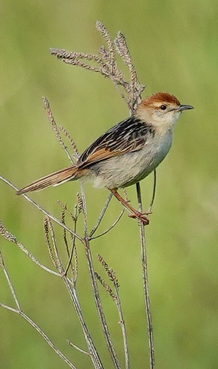Wing-snapping Cisticola - ML644751504