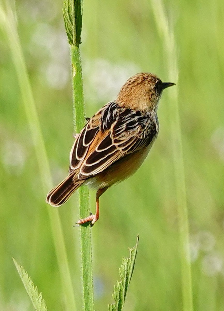 Wing-snapping Cisticola - ML644751506