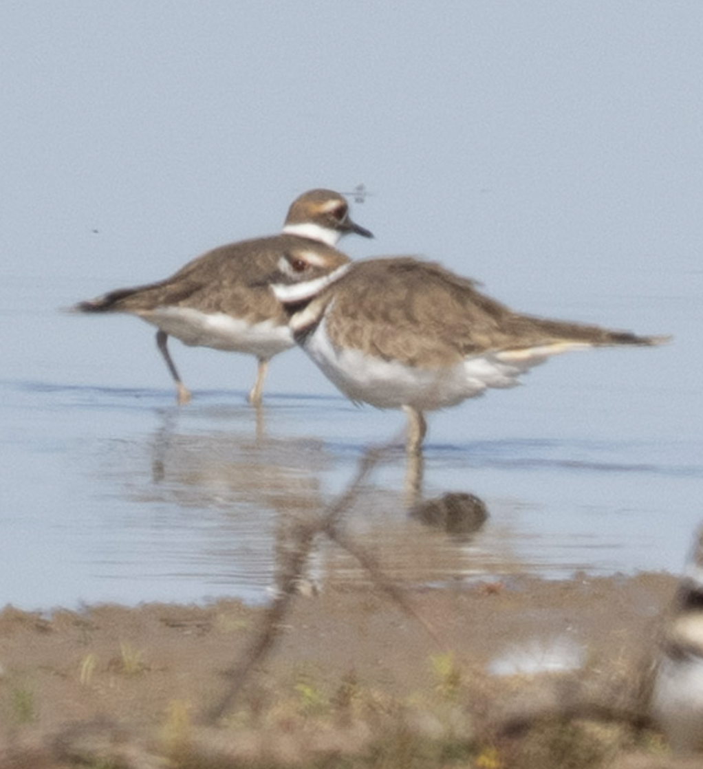 Killdeer - ML644751522