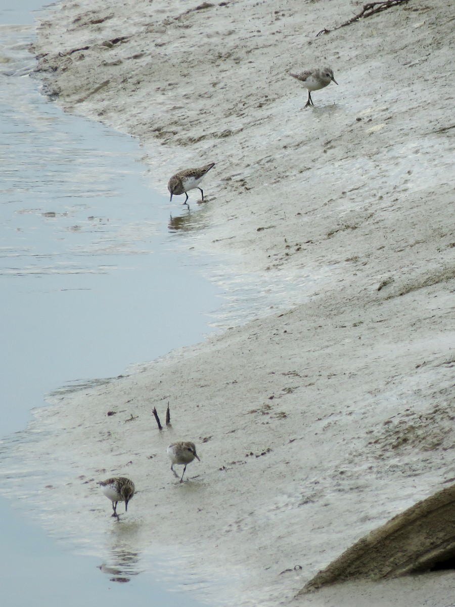 Semipalmated Sandpiper - ML644751523