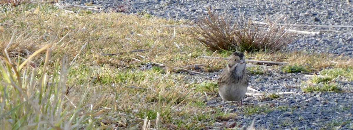 Zigolo della Lapponia - ML644751525