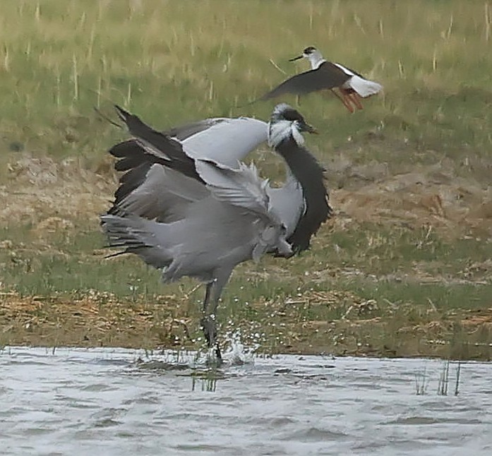 jeřáb panenský - ML644751547