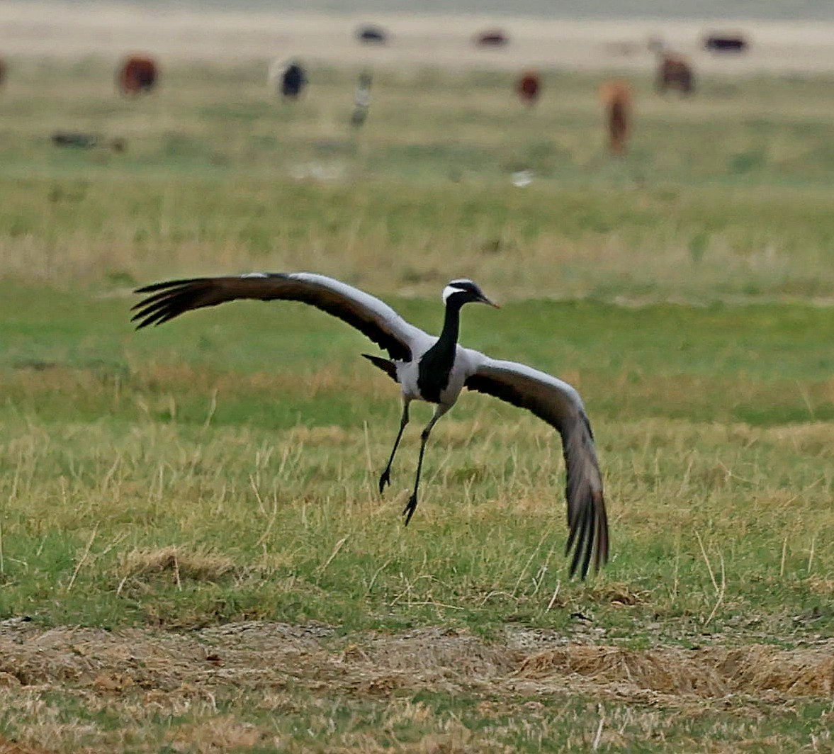jeřáb panenský - ML644751548