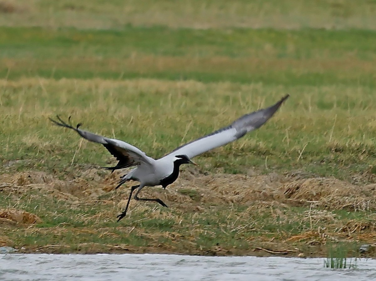 jeřáb panenský - ML644751549