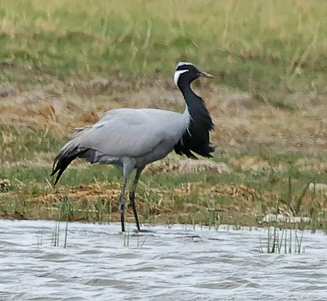 jeřáb panenský - ML644751550