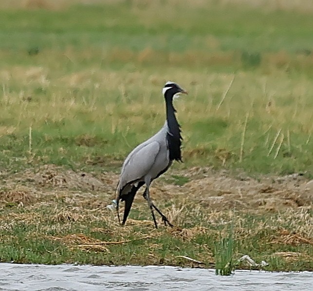 jeřáb panenský - ML644751551