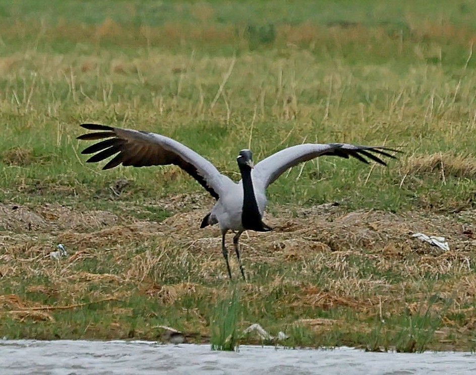 jeřáb panenský - ML644751552