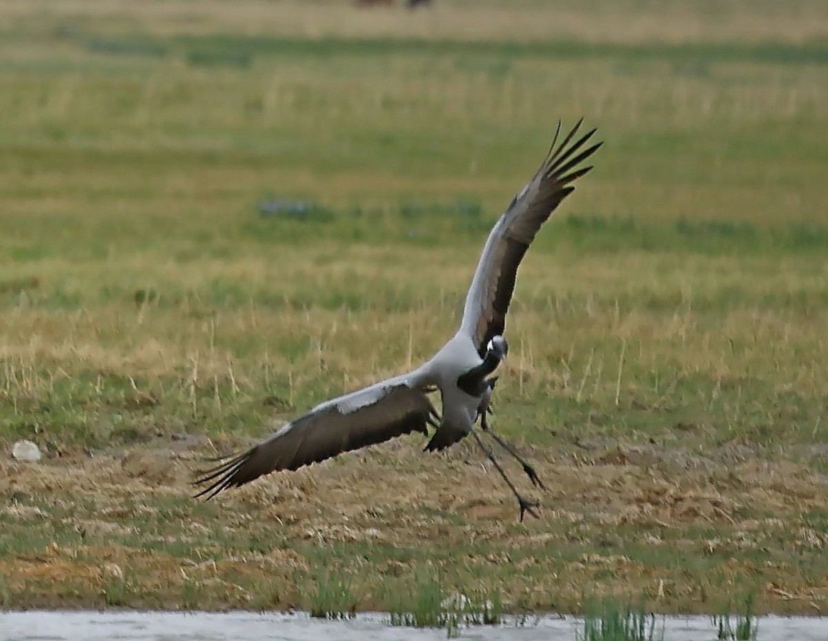 jeřáb panenský - ML644751553