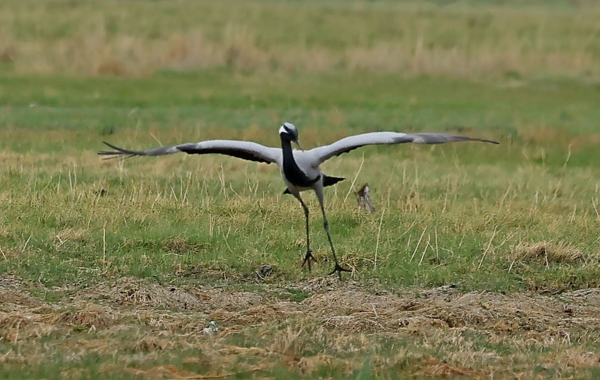 jeřáb panenský - ML644751554