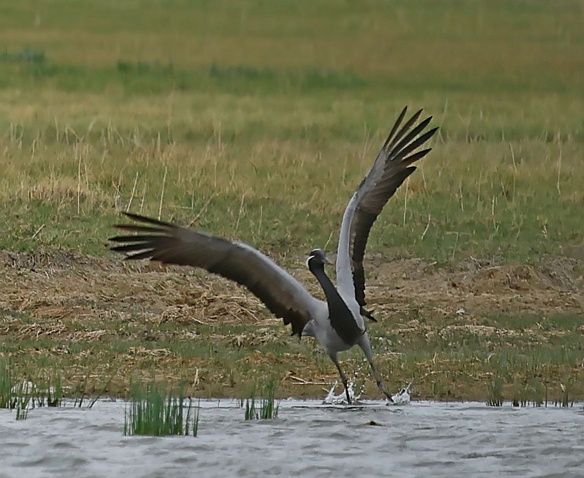 jeřáb panenský - ML644751555