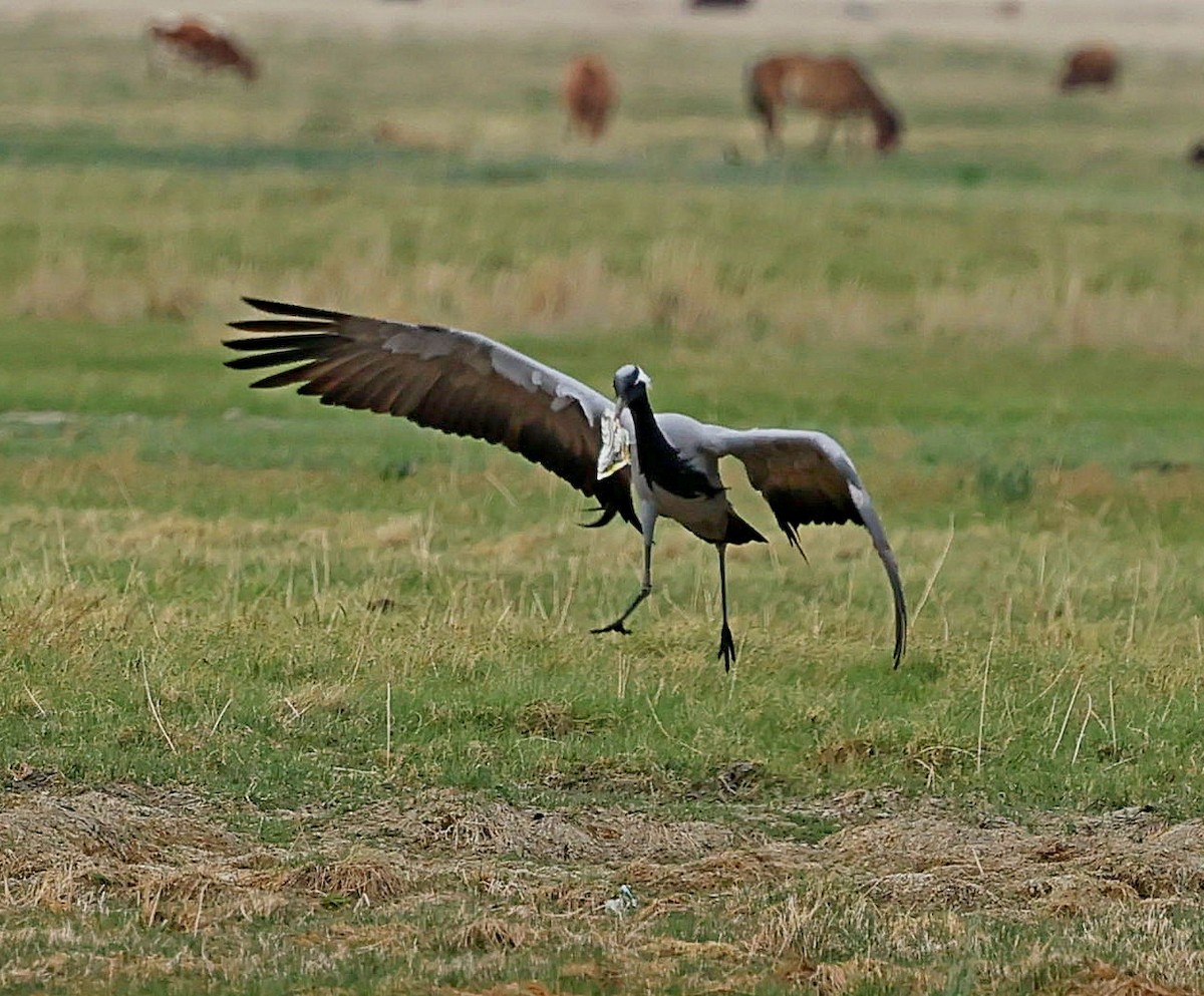 jeřáb panenský - ML644751556