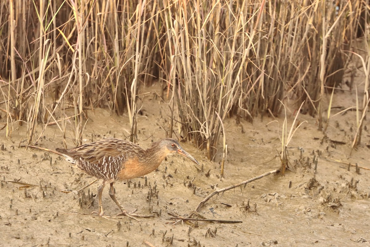 Clapper Rail - ML644751559
