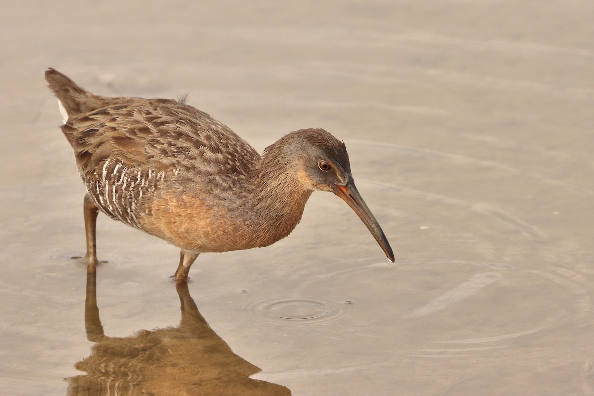 Clapper Rail - ML644751560