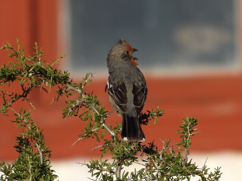 White-tipped Plantcutter - ML644751561