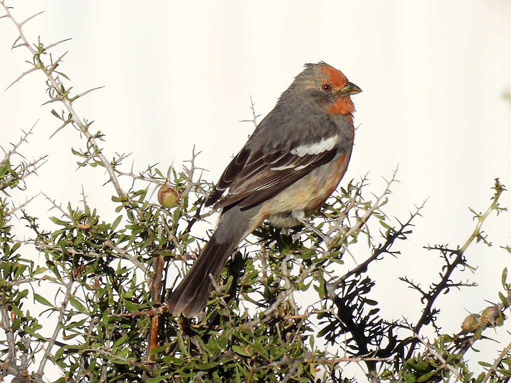 White-tipped Plantcutter - ML644751562