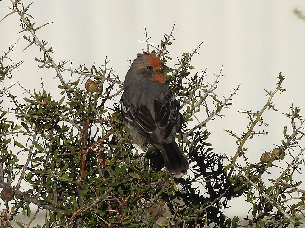 White-tipped Plantcutter - ML644751563