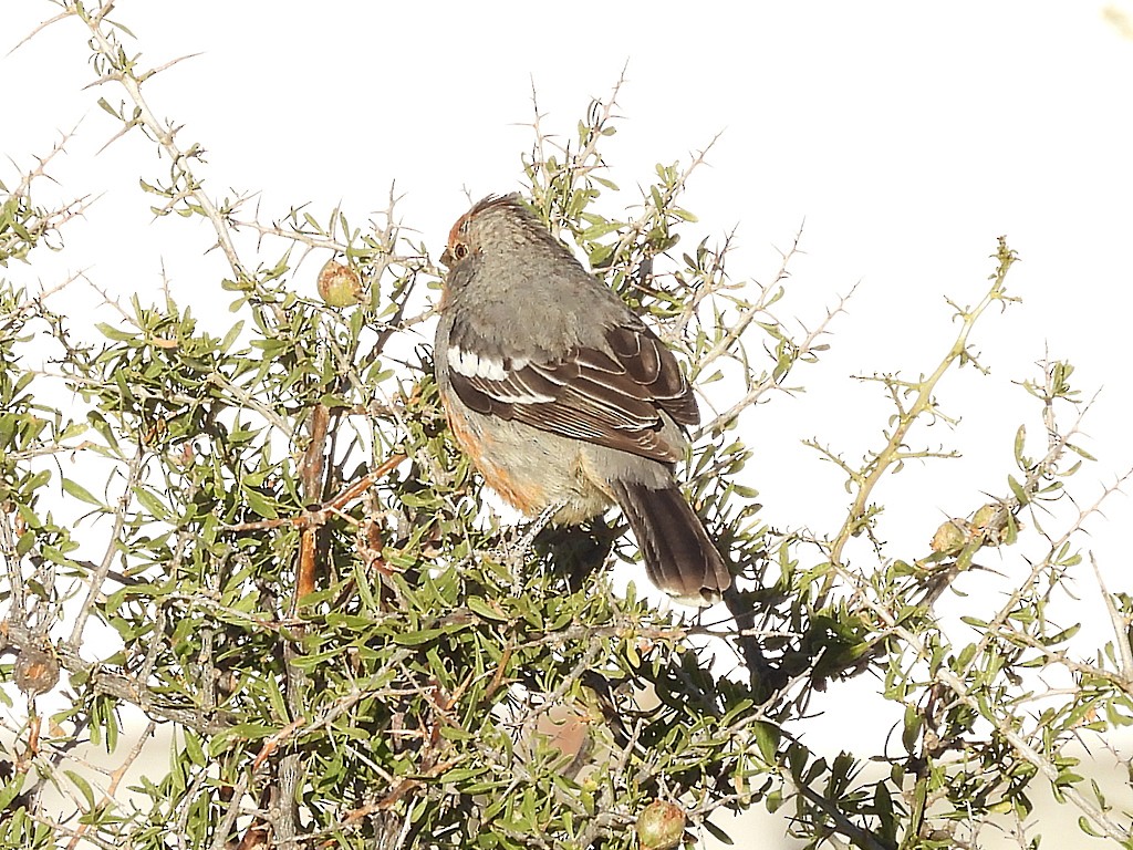 White-tipped Plantcutter - ML644751564