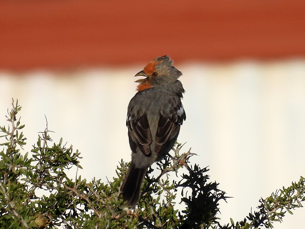 White-tipped Plantcutter - ML644751565