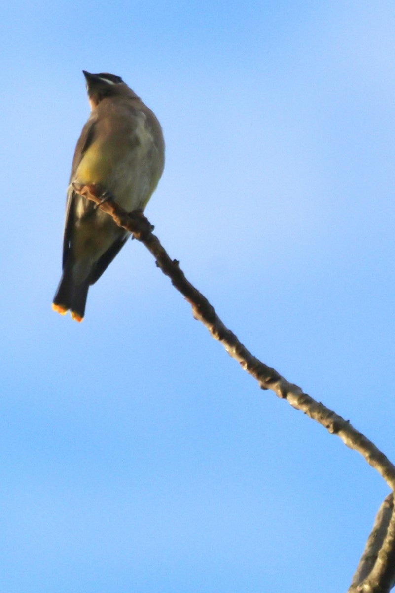 Cedar Waxwing - ML644751571